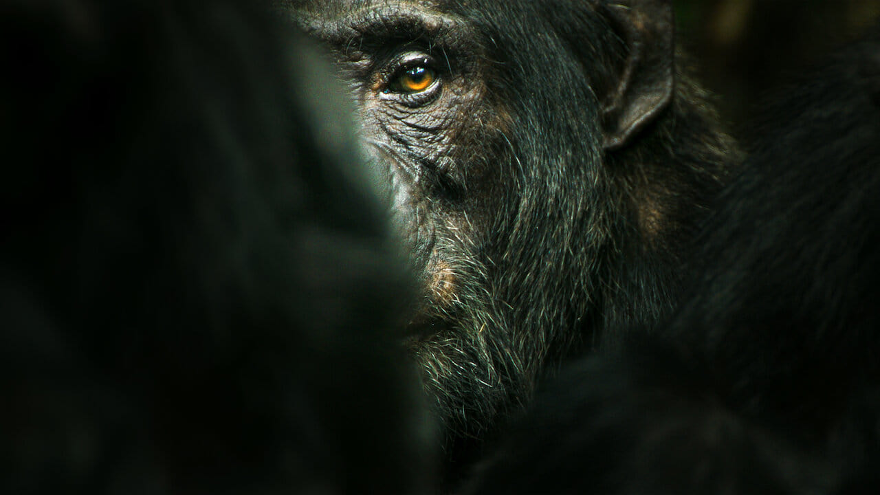Обезьяна 2023 год. Шимпанзе Нгого. Chimp Empire.